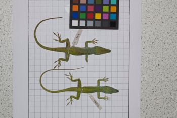 Media type: image;   Herpetology R-189079